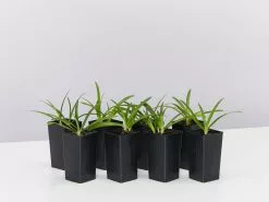 Agapanthus Africanus Snowball Plant Pack