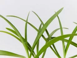 Agapanthus Africanus Snowball Plant Pack -Plants in a Box Sales Shop AgapanthusSnowball detail 1bbf05cd a253 4d00 a0f4 f9078fbb163e