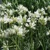 Agapanthus Praecox Snowflake -Plants in a Box Sales Shop Agapanthus Snowflake 94328 zoom d69ce8fe 780a 4b40 9229 322c692a2858