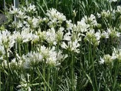 Agapanthus Praecox Snowflake