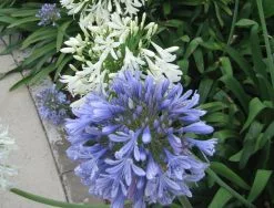 Agapanthus Orientalis Blue -Plants in a Box Sales Shop Agapanthus blue and white d8b99040 8509 47f8 bb30 c4467ab0ab4d