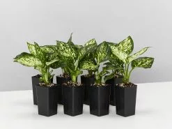 Aglaonema - Eileen Tinged Pink