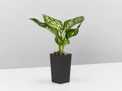Aglaonema - Eileen Tinged Pink -Plants in a Box Sales Shop AglaohemaCommutatumEileen single 9b0468f0 2617 4b2f 97e2 8a48a5815f63