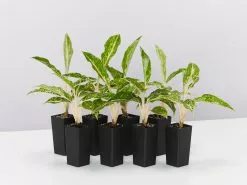 Aglaonema - Night Sparkle White Dots