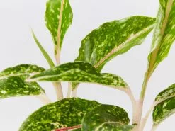 Aglaonema - Night Sparkle White Dots -Plants in a Box Sales Shop AglaohemaNightSparkle detail 2ed6ea5a 61a5 4851 8c33 574e66afea7b