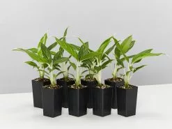 Aglaonema - Snow White