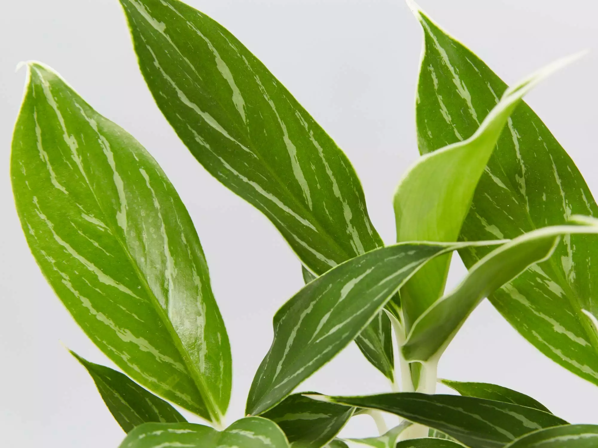 Aglaonema - Snow White 4 Aglaonema - Snow White - Image 2