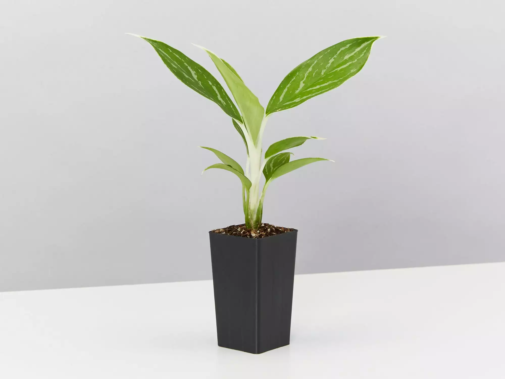 Aglaonema - Snow White 5 Aglaonema - Snow White - Image 3