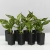 Aglaonema - Pink Dalmatian Houseplant Pack -Plants in a Box Sales Shop AglaonemaCommutalumPinkDalmation 8plants e5438946 6d50 48c3 adf4 6d84692fab46