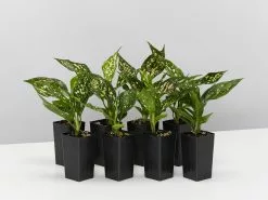 Aglaonema - Pink Dalmatian Houseplant Pack