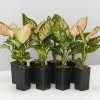 Aglaonema Pink - Favonian Pack 1 Aglaonema Pink - Favonian Pack -Plants in a Box Sales Shop AglaonemaCommutatumFavonian 8plants 7c4ea646 be8d 444f 976d 4b748236e17d