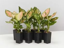 Aglaonema Pink - Favonian Pack