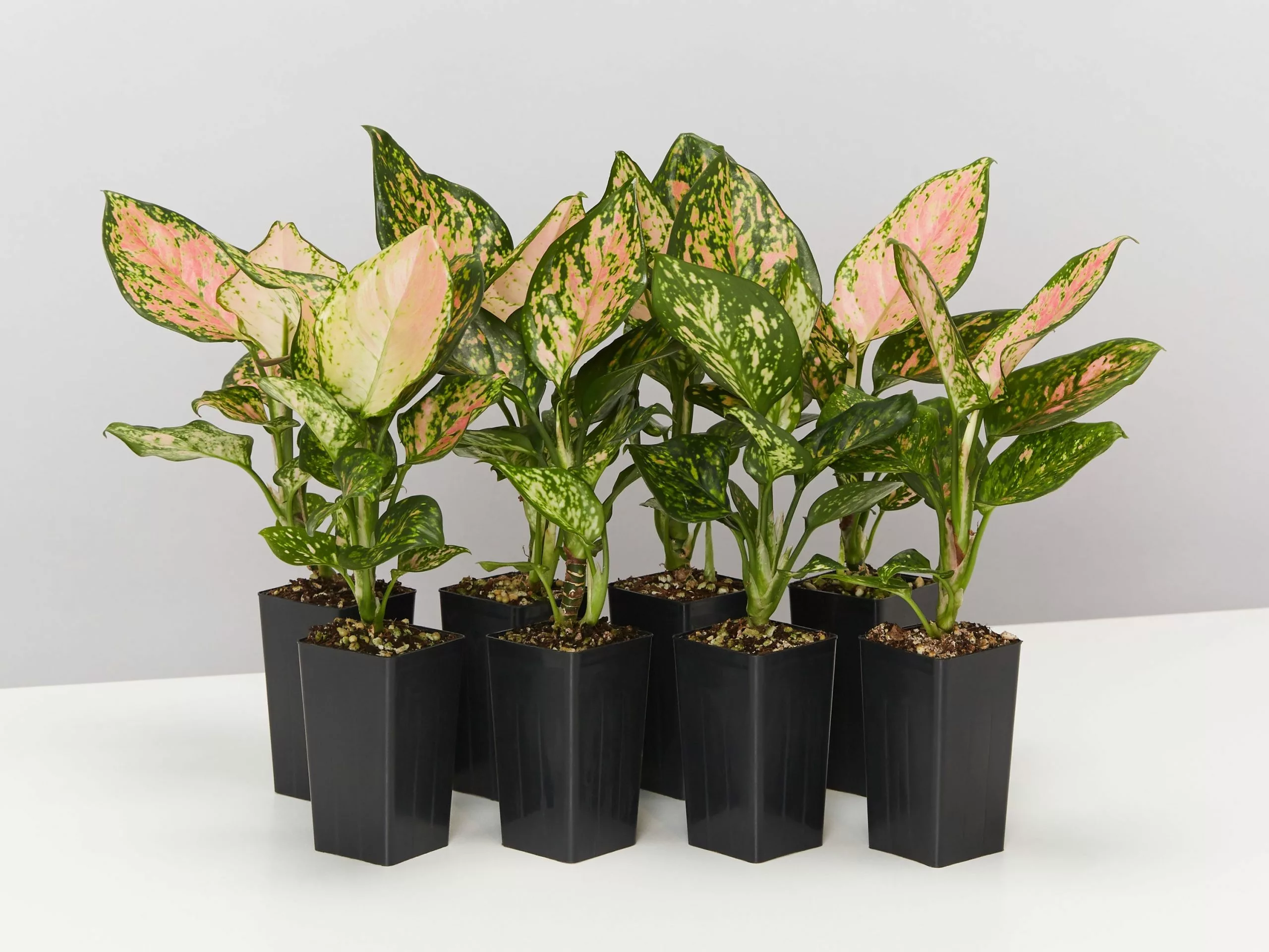 Aglaonema Pink - Favonian Pack 3 Aglaonema Pink - Favonian Pack