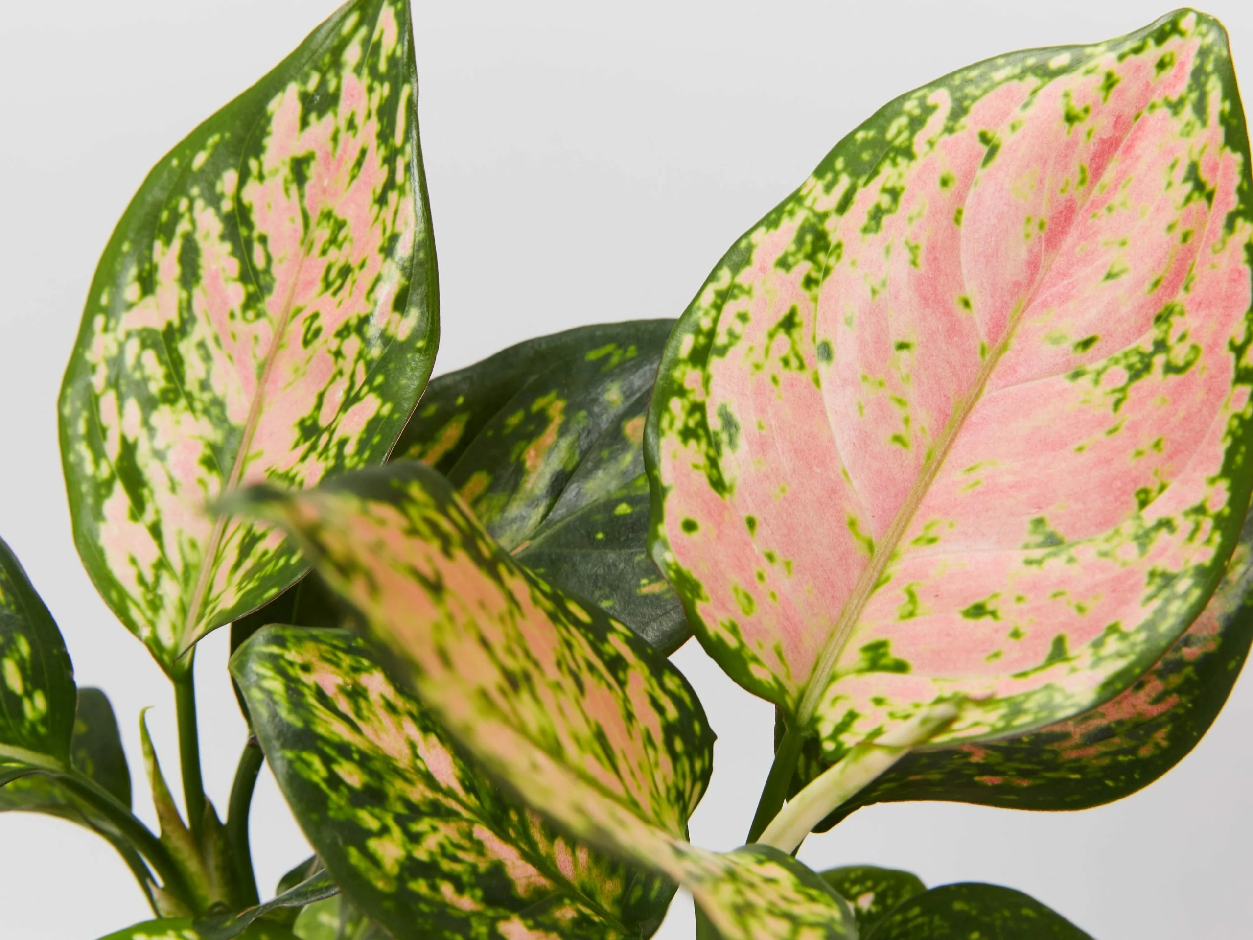 Aglaonema Pink - Favonian Pack 4 Aglaonema Pink - Favonian Pack - Image 2