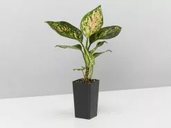 Aglaonema Pink - Favonian Pack 8 Aglaonema Pink - Favonian Pack -Plants in a Box Sales Shop AglaonemaCommutatumFavonian single 6386fc35 c504 4777 abf3 3c3eca0d261a