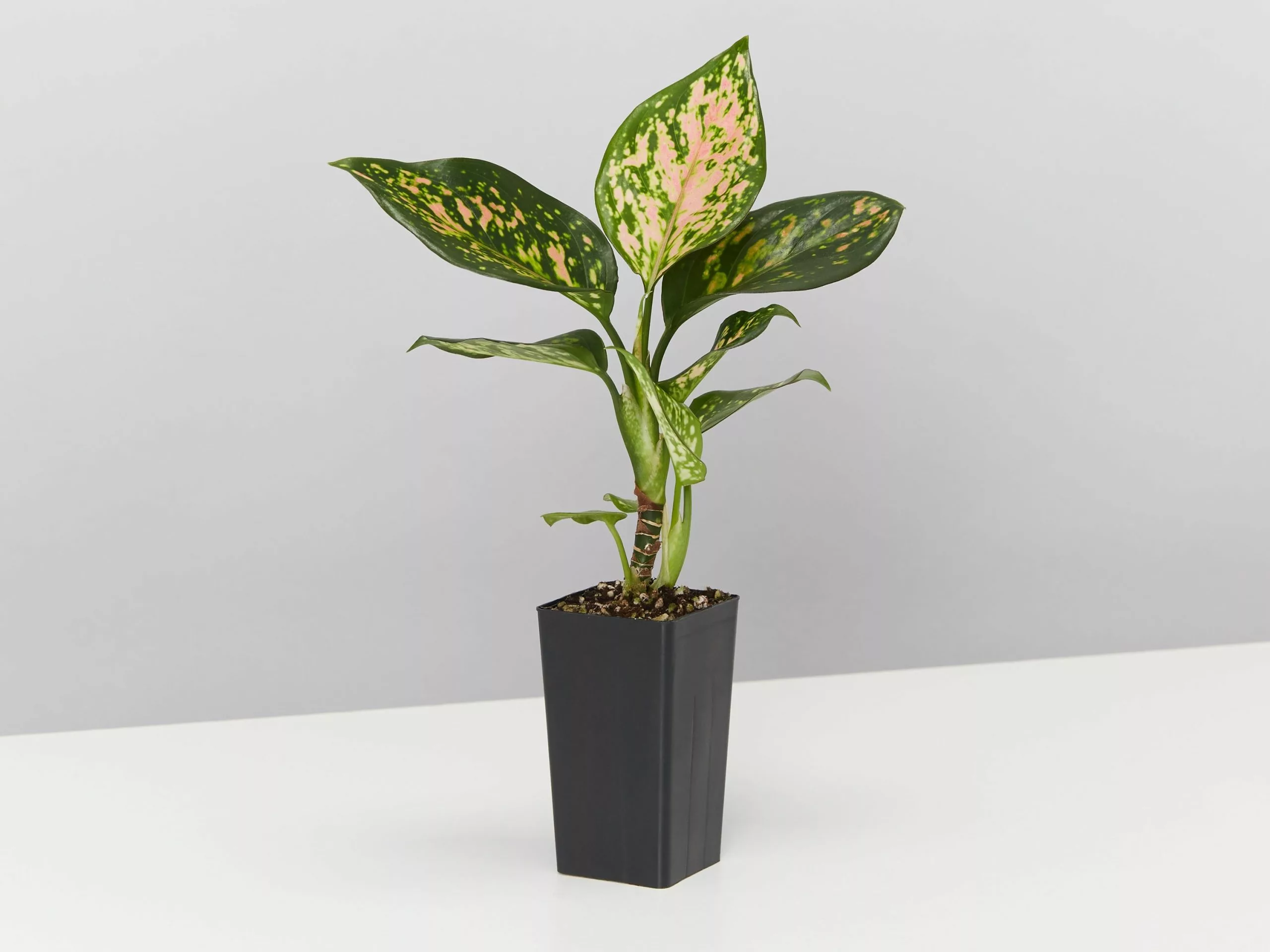 Aglaonema Pink - Favonian Pack 5 Aglaonema Pink - Favonian Pack - Image 3