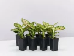 Aglaonema -Red Valentine