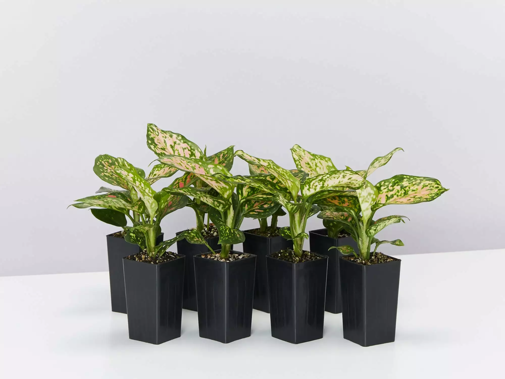 Aglaonema -Red Valentine 3 Aglaonema -Red Valentine