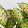 Aglaonema - Red Valentine Larger -Plants in a Box Sales Shop AglaonemaCommutatumRedValentine detail 3c88447c 3bd8 41fe 8d7e 633a0dcedb7c