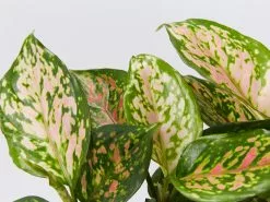 Aglaonema - Red Valentine Larger