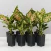 Aglaonema - Wishes Red/Pink