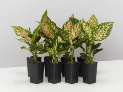 Aglaonema - Wishes Red/Pink
