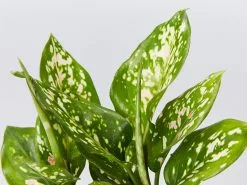 Aglaonema - Wishes Red/Pink -Plants in a Box Sales Shop AglaonemaCommutatumWishes detail b1d97ab3 e1ca 4516 8309 a830d31e39f1