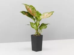 Aglaonema Mixed Box - The Chinese Evergreen Box 12 Aglaonema Mixed Box - The Chinese Evergreen Box -Plants in a Box Sales Shop AglaonemaCommutatumWishes single e5947908 9c00 4be9 acbe c28572f430a4