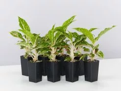 Aglaonema Hybrid -Red Fire