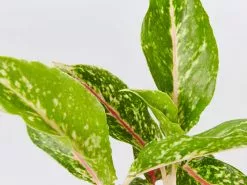 Aglaonema Hybrid -Red Fire -Plants in a Box Sales Shop AglaonemaHybridRedFire detail 8f8ea273 f9cb 49f8 8e51 8ae6f640eac8
