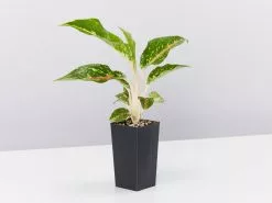 Aglaonema Hybrid -Red Fire -Plants in a Box Sales Shop AglaonemaHybridRedFire single dec1f7d5 e2d3 4713 b448 bd86f31e7be5