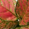 Aglaonema - Katrina Blush Pink