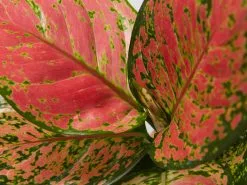 Aglaonema - Katrina Blush Pink
