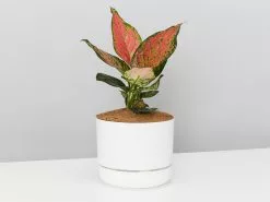 Aglaonema Pink- Pot + Plant + Soil -Plants in a Box Sales Shop AglaonemaKatrina100mmMrKitly single