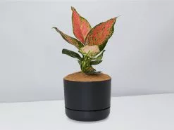 Aglaonema Pink- Pot + Plant + Soil -Plants in a Box Sales Shop AglaonemaKatrina BlackPot