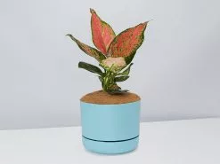 Aglaonema Pink- Pot + Plant + Soil -Plants in a Box Sales Shop AglaonemaKatrina BluePot