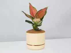 Aglaonema Pink- Pot + Plant + Soil -Plants in a Box Sales Shop AglaonemaKatrina BuffPot