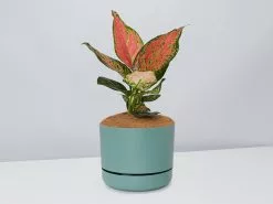 Aglaonema Pink- Pot + Plant + Soil -Plants in a Box Sales Shop AglaonemaKatrina CbgreenPot