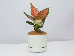 Aglaonema Pink- Pot + Plant + Soil -Plants in a Box Sales Shop AglaonemaKatrina FogPot