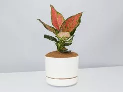 Aglaonema Pink- Pot + Plant + Soil