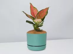 Aglaonema Pink- Pot + Plant + Soil -Plants in a Box Sales Shop AglaonemaKatrina MossPot