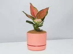 Aglaonema Pink- Pot + Plant + Soil -Plants in a Box Sales Shop AglaonemaKatrina PersimmonPot