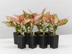 Aglaonema Pink -Lady Valentine Pack