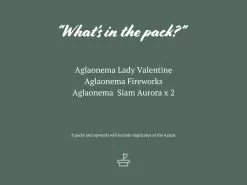 Aglaonema Mixed Box - The Chinese Evergreen Box 11 Aglaonema Mixed Box - The Chinese Evergreen Box -Plants in a Box Sales Shop AglaonemaMixedPack