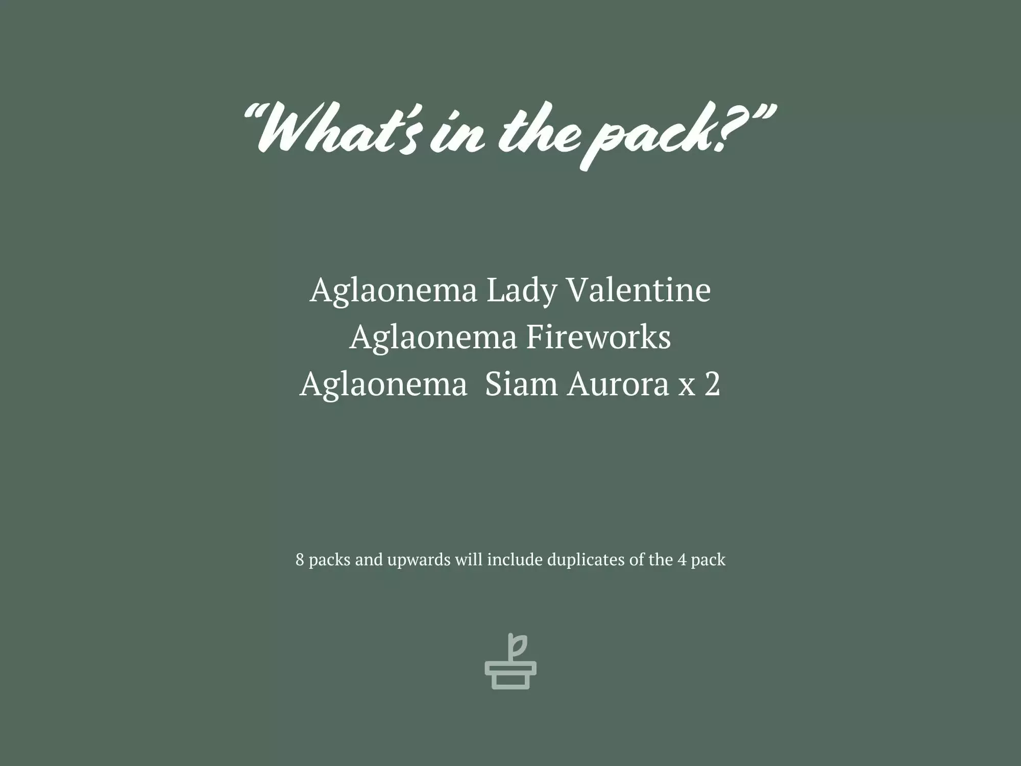 Aglaonema Mixed Box - The Chinese Evergreen Box 5 Aglaonema Mixed Box - The Chinese Evergreen Box - Image 3