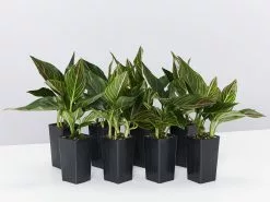 Aglaonema - Red Vein