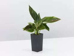Aglaonema - Red Vein -Plants in a Box Sales Shop AglaonemaRedVein single 4d853b92 7847 4891 8a52 bc8737a7f3e8