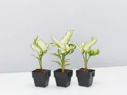 Aglaonema Super White 13 Aglaonema Super White -Plants in a Box Sales Shop AglaonemaSuperWhite 3 plants 95b36225 5100 4d4e 9fb1 5ba9c62cf152