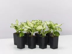 Aglaonema Super White