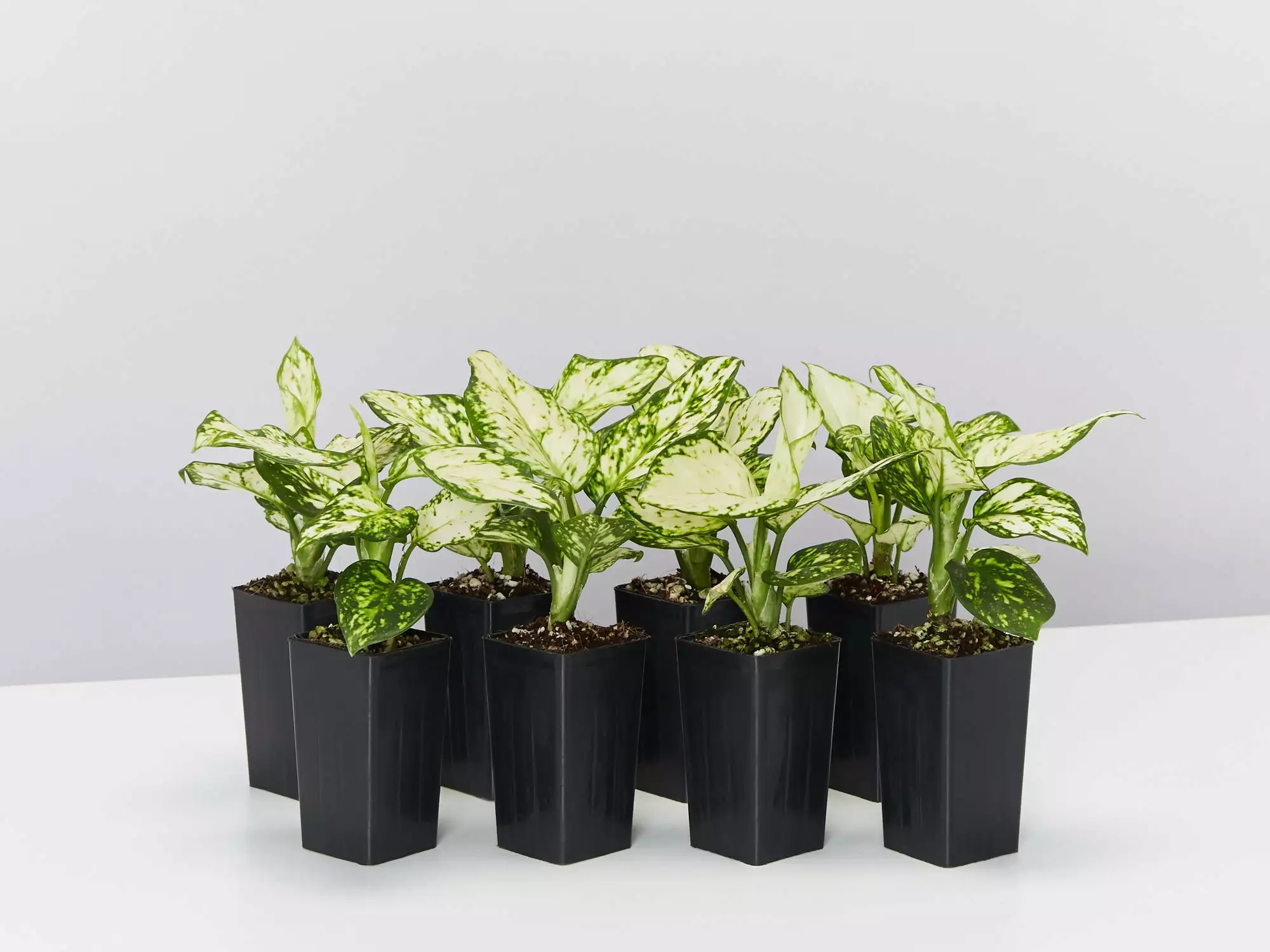 Aglaonema Super White 3 Aglaonema Super White